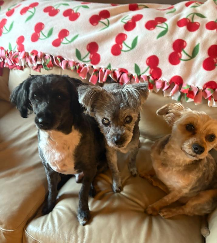 My 3 dogs love it