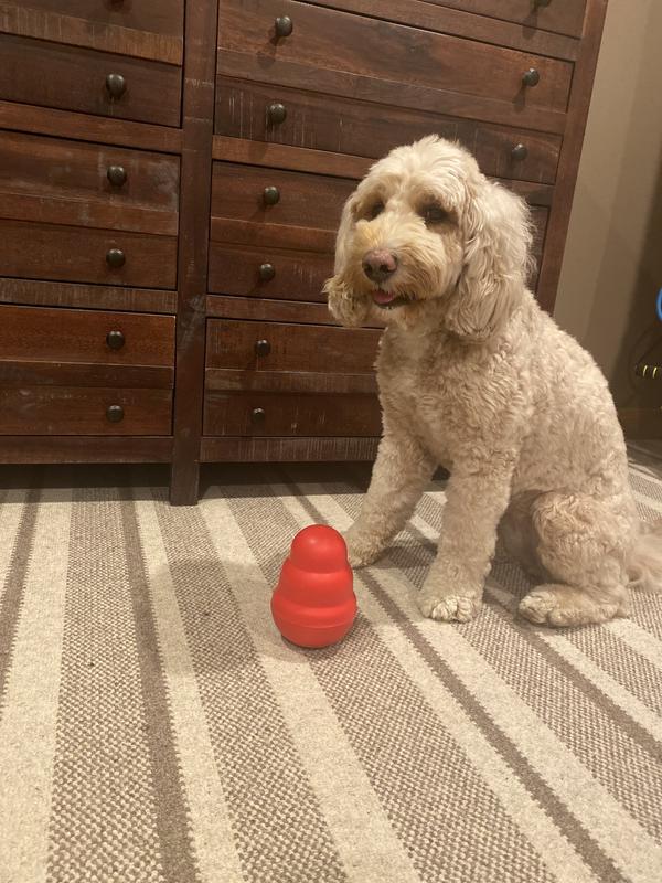 Golden Daily Scoop: Chewy Delivers Kong Wobbler Fun #ChewyInfluencer