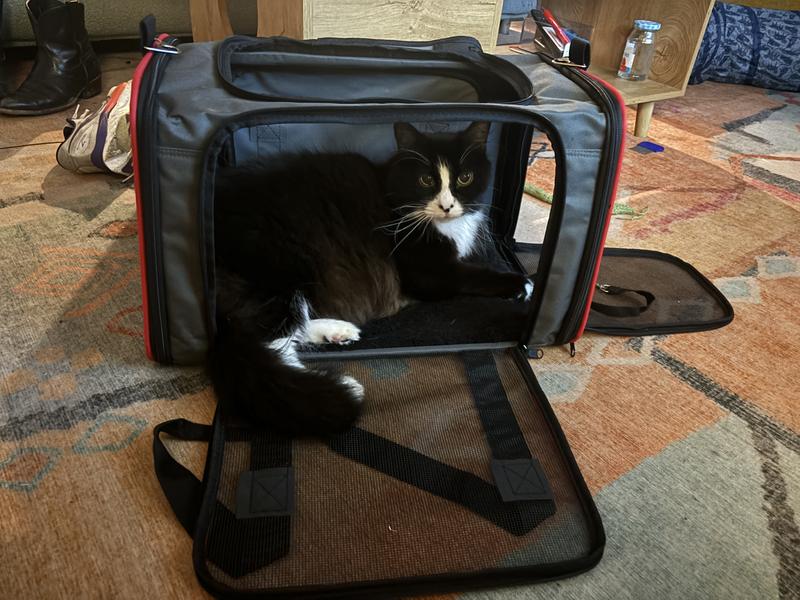 Large cat fits lying down