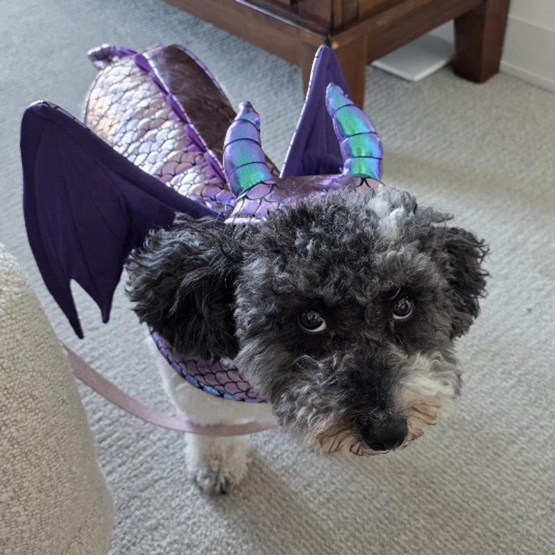 My shiny little dragon❣️