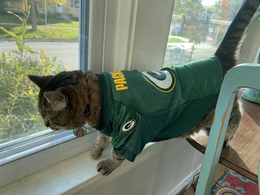 Cat clearance packers jersey