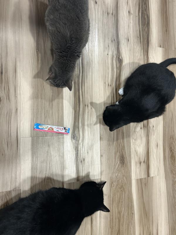 Seriously happy kitties!