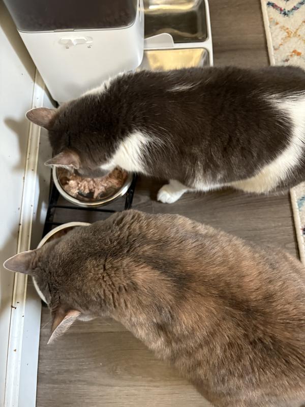 Kitties will still eat (though mine will eat anything), but I am personally not impressed by the reduced quality.