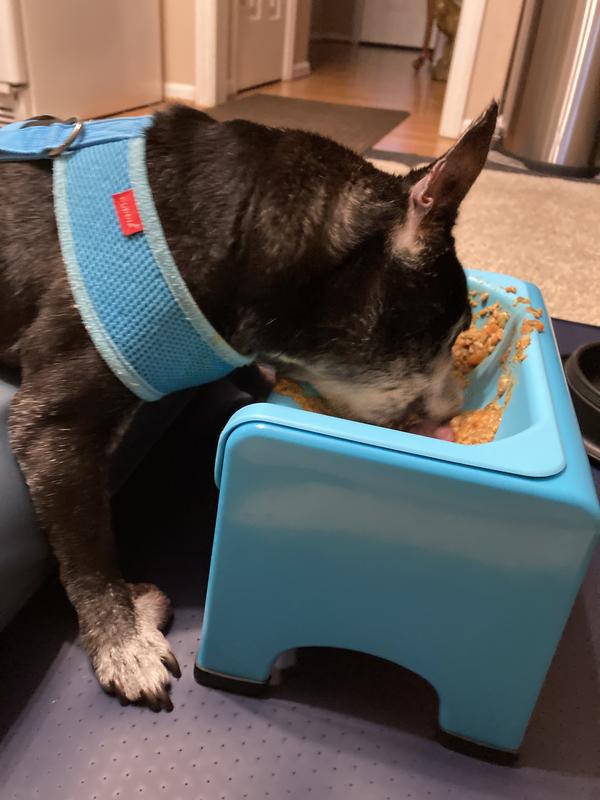 Gizmo almost done with his meal