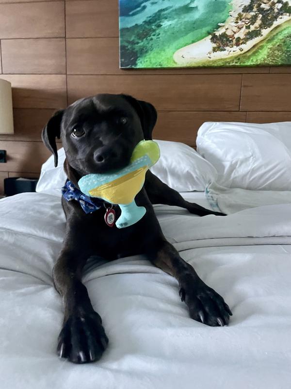 30lb Shadow living his best life!!