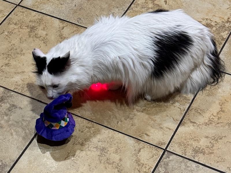 Cuddles is checking it out!