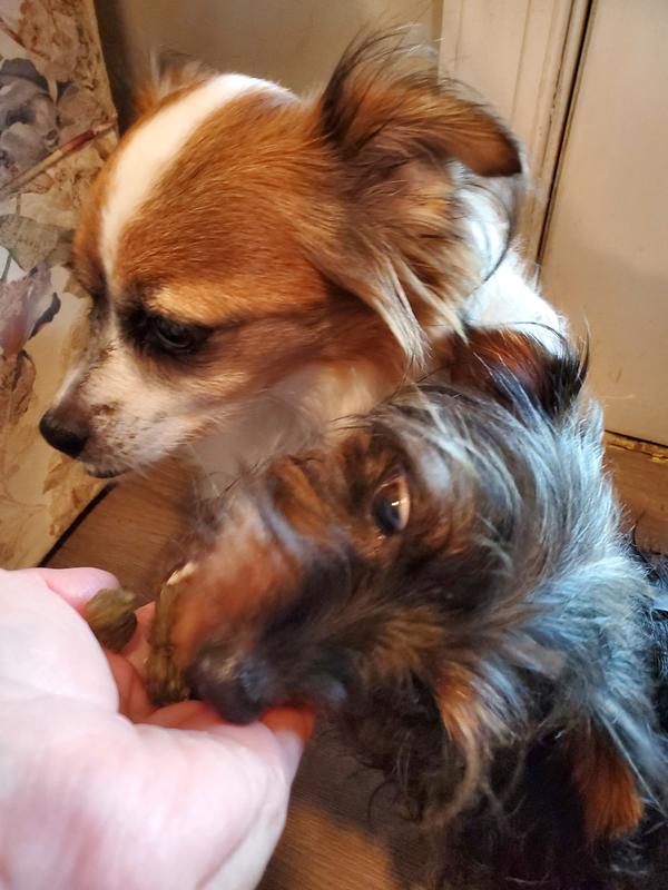 Anastacia said no way, but Shakespeare grabbed her treat.