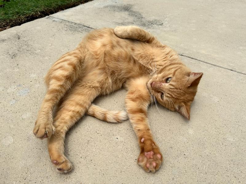 After finishing all his friskies