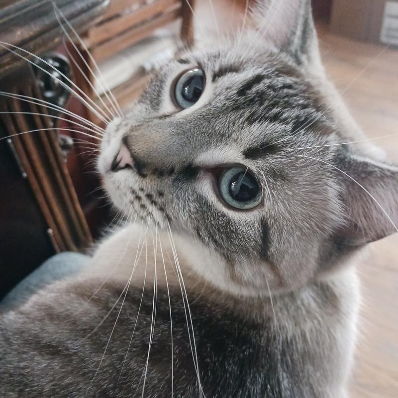 Picky kitty