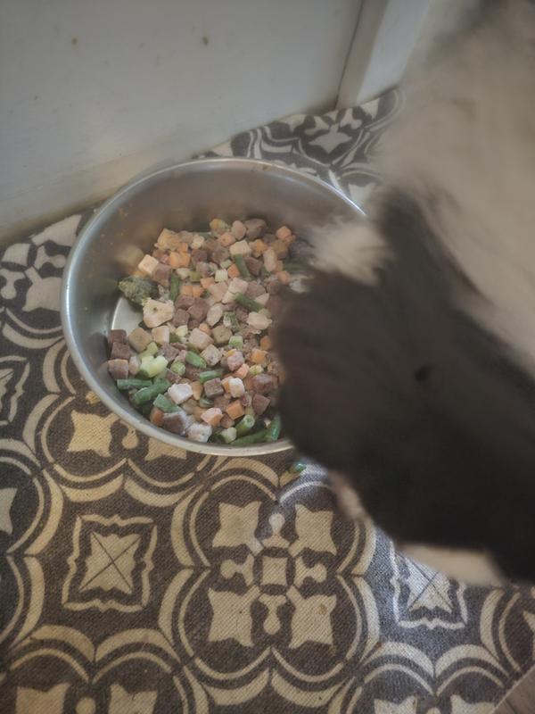 Puppy grabbing a nibble the dropping it onto the floor