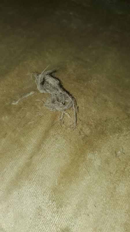 Couch after my second time using it still pulling hair up