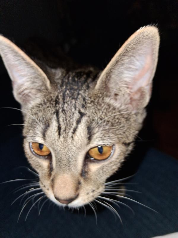 He definitely has the EARS! BUT did not want the bat wings! LOL