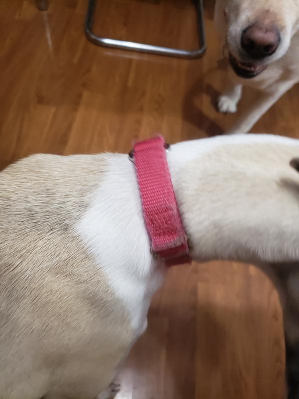 Pet Safe Martingale collar