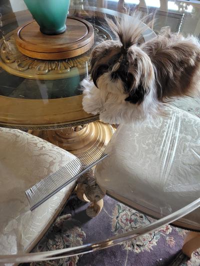 Coco my 10 mo old 5 lb shih tzu