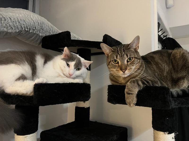 My beautiful grandkitties. 🥰