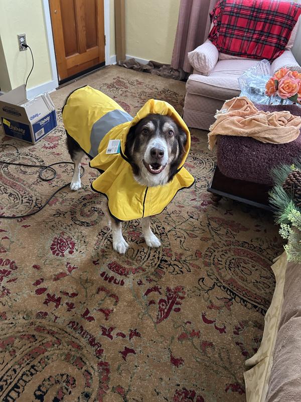 Happy boy.  Loves his raincoat on rainy days