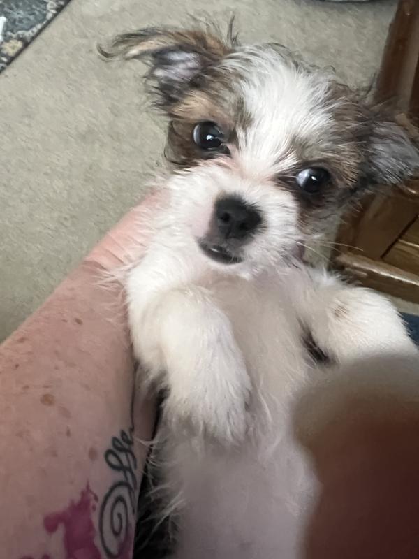 Our new little girl Chloe