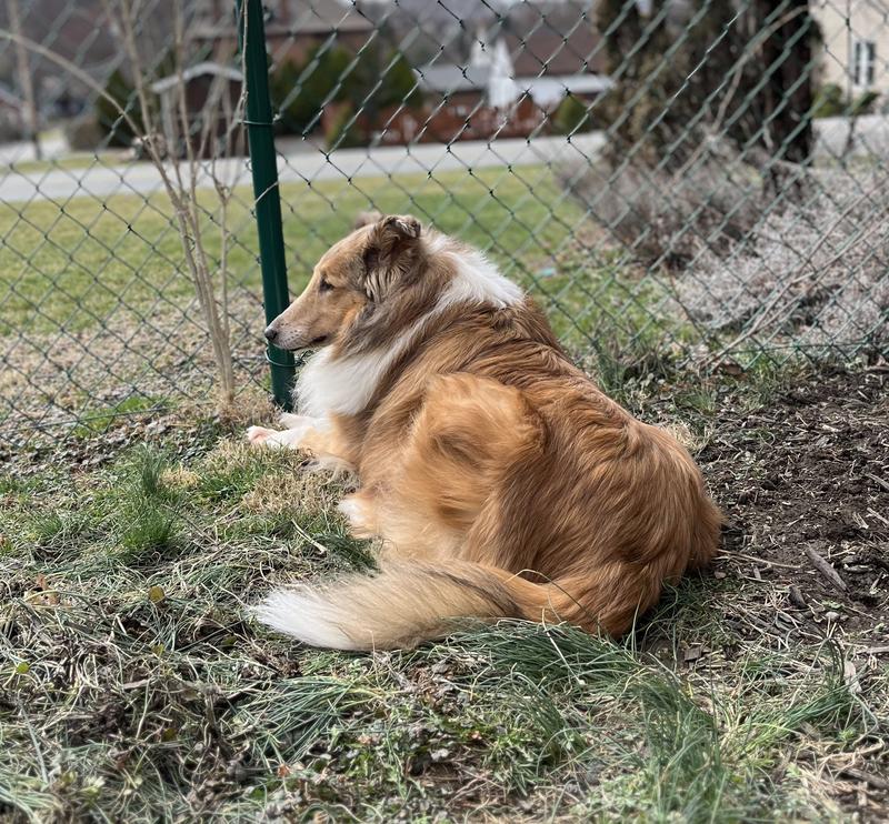 Happier healthier dog