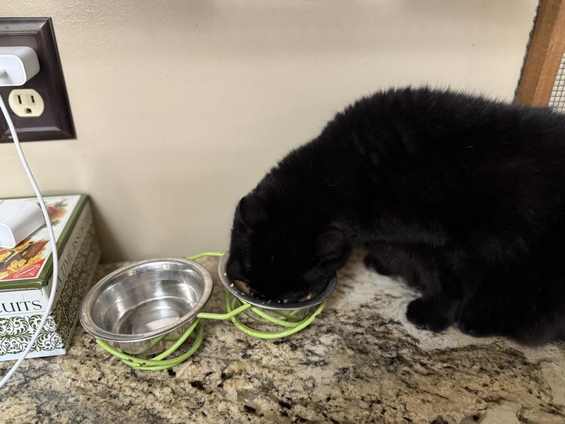 Angus and Darcy enjoying their favorite Natural Balance Chicken & Green Pea Receipe
