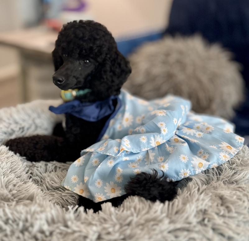 Daisey dress