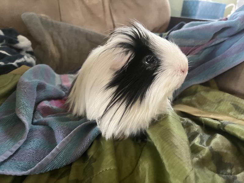 Lennie just chilling on the couch