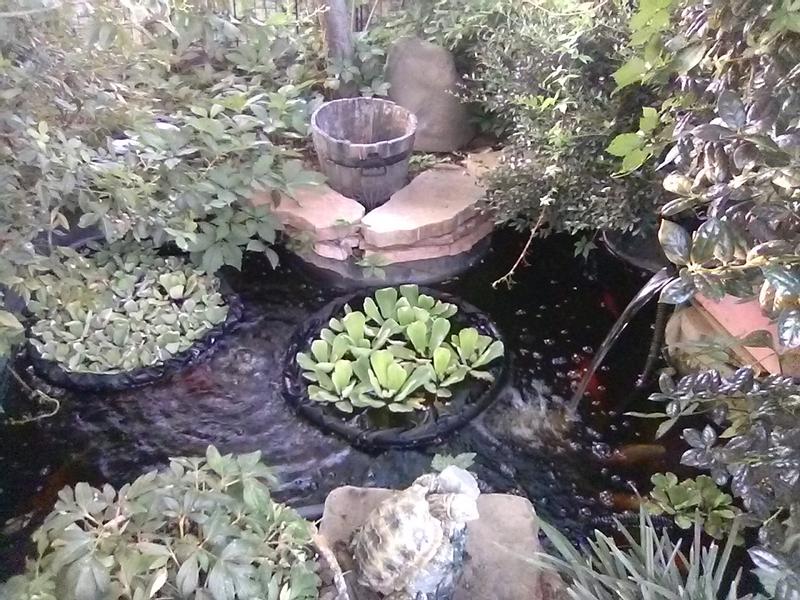 one of my ponds