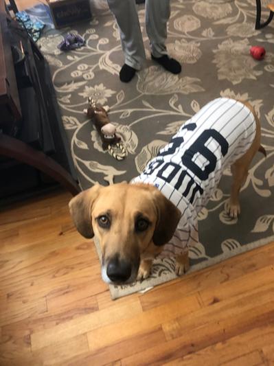 Pets First New York Yankees Aaron Judge Dog Jersey, Small, Petco