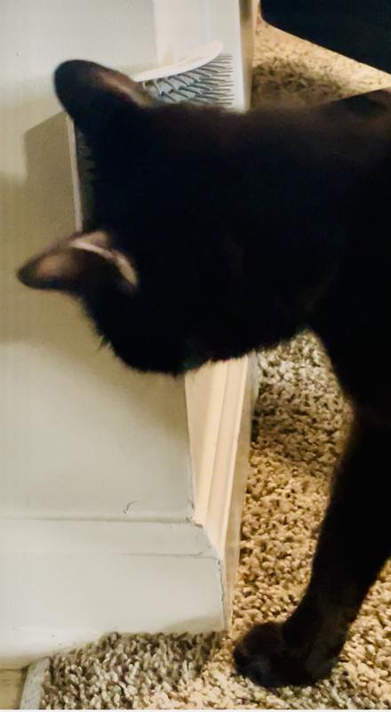 My cat loves it