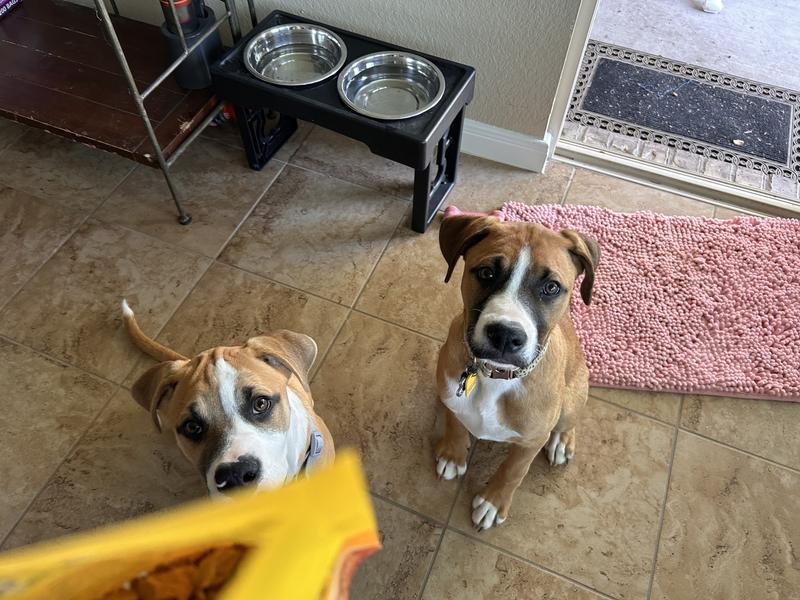 The girls come running for these treats!