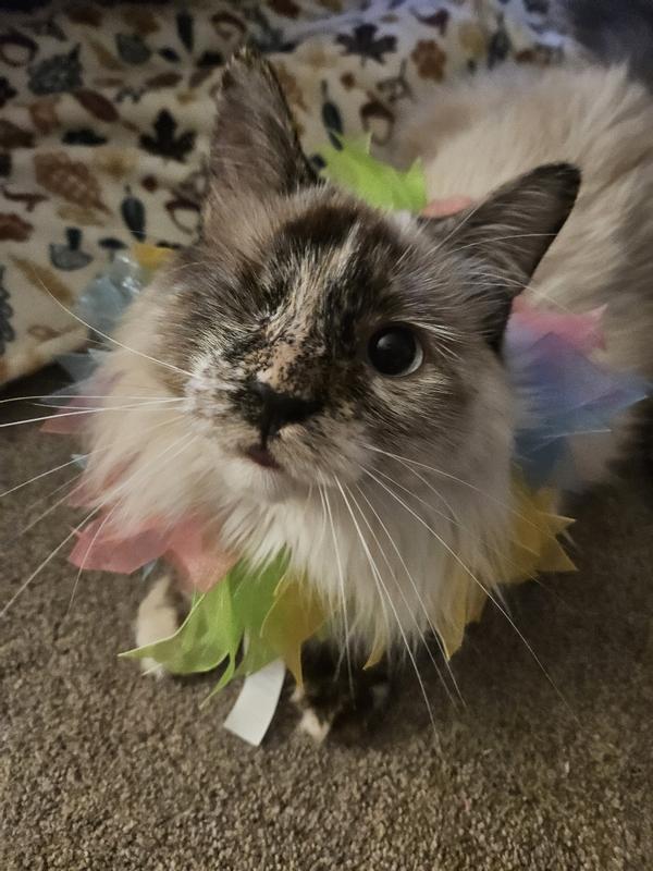 Sabina in her birthday collar!