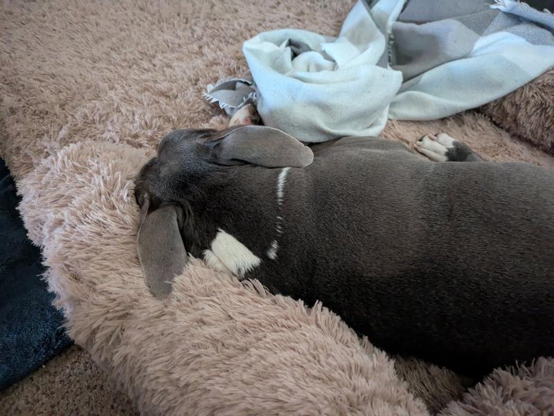 Max enjoying his brand new bed!