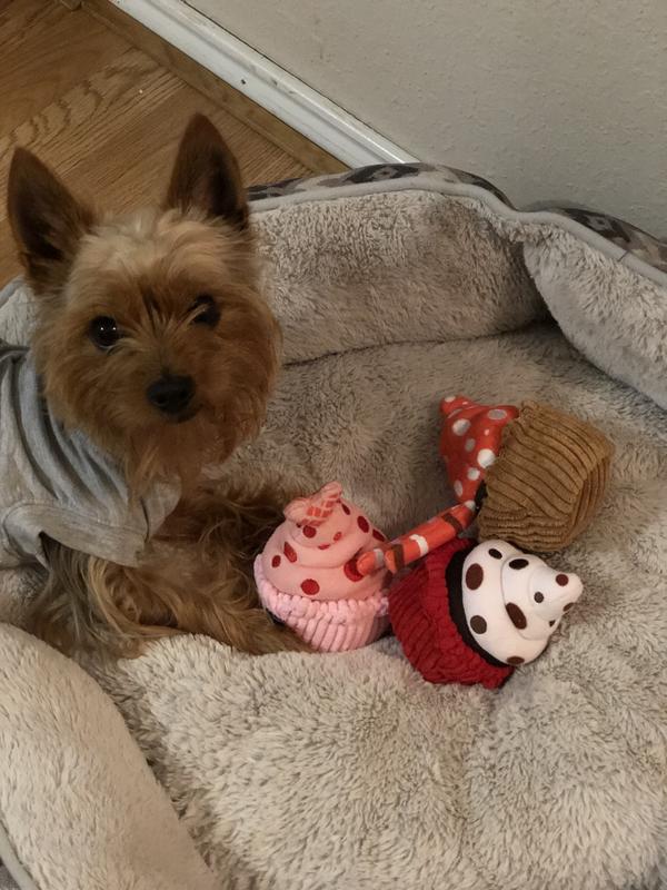 Ryder loves his Valentines cupcake chew toys!