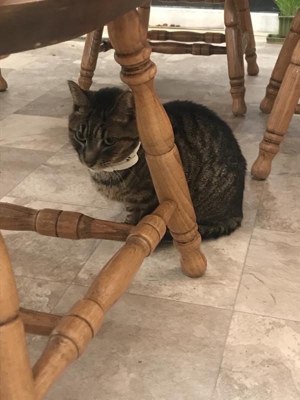 Ming looking cute in her new collar