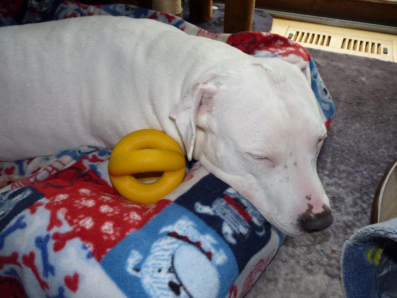 Wore herself out gnawing on it!