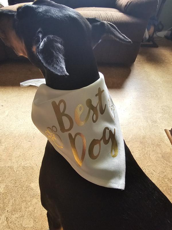 She is the Best Dog!