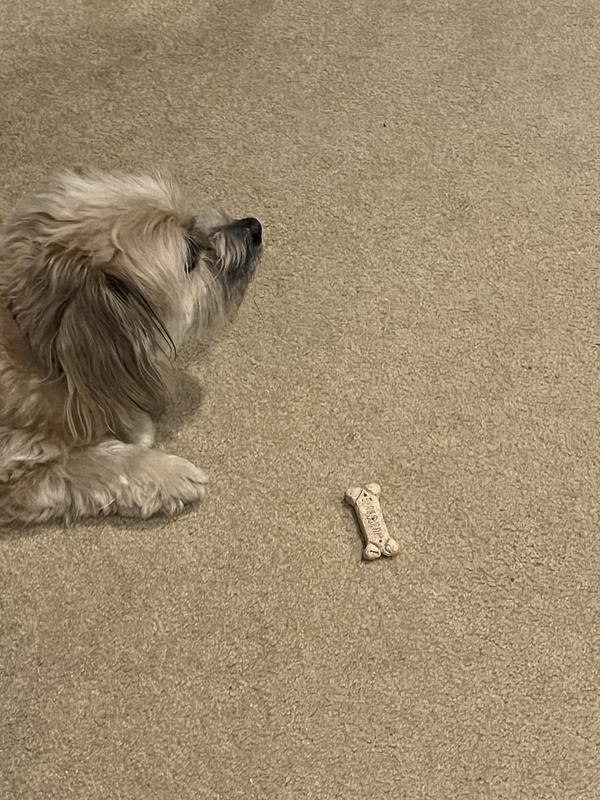 These are not the regular milk-bone biscuits, mom.