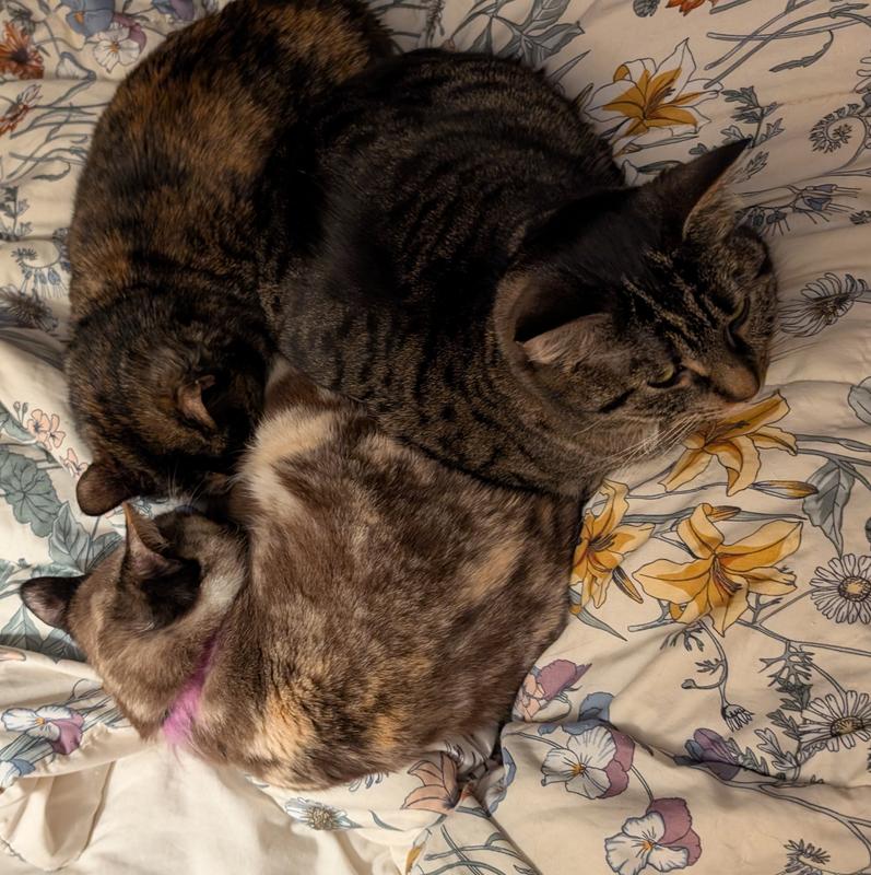 Cat Trinity after their dinner