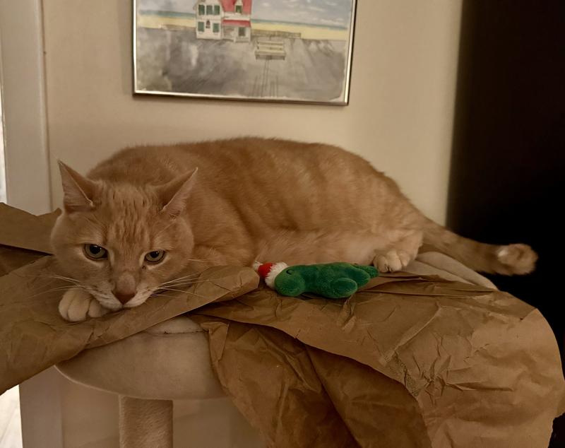 The paper that comes in the Chewy box is still his favorite