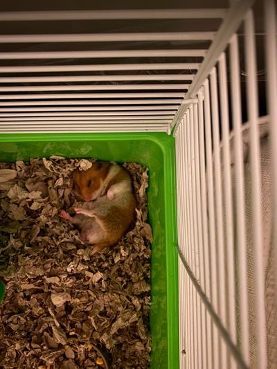 Kudo in his napping time