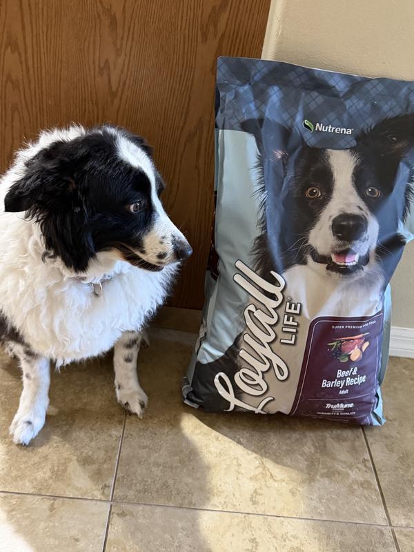 Hey, That dog looks like me!