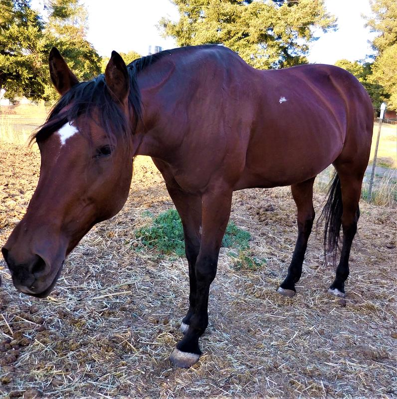 HYGAIN Zero UltraLow Starch & Cereal GrainFree Fully Fortified Horse