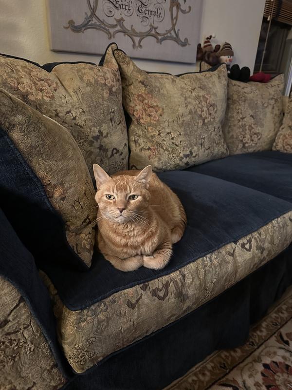 Beautiful boy loafing at home.