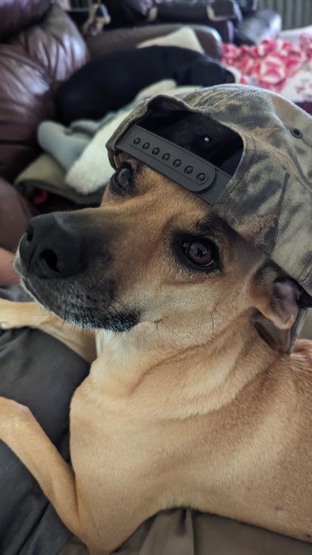 Jingles, a rescue living her best life 🐾🌹