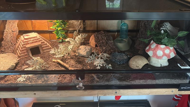 I’m in love. Definitely recommend !!!!