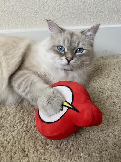 Popular with cats too!