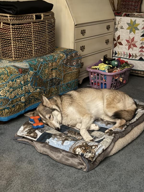 Sleeping after a nice walk with new harness.