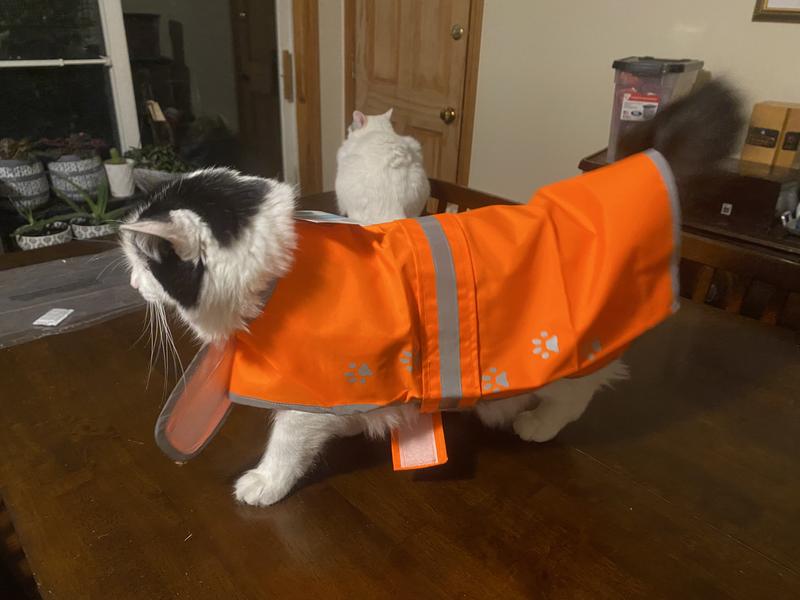 Cat wearing a "large" dog vest