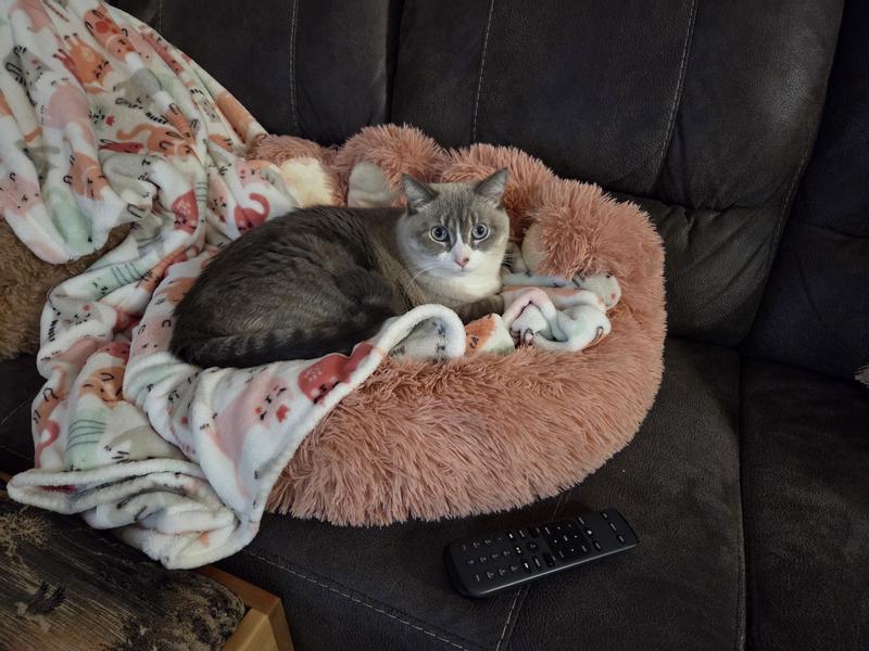 Shasta is an 11yr old cat and weighs about 16 lbs.