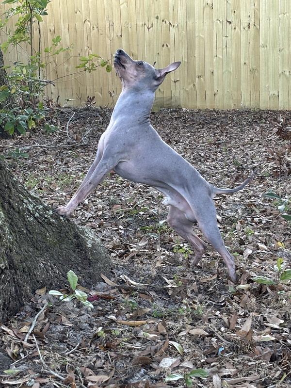 5 year old American Hairless Terrier