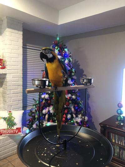 Product Reviews for KAYTEE EZ Care T Bird Stand